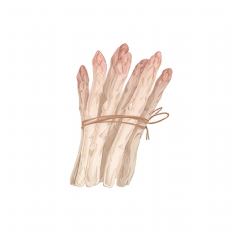 Asperge Blanche