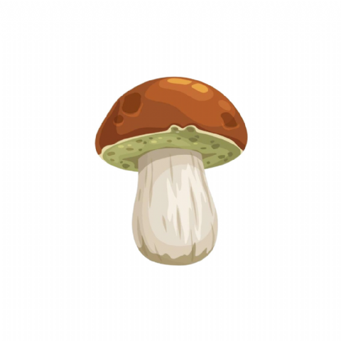 Champignons Cêpes
