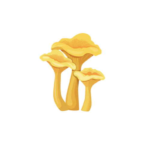 Champignons Girolles
