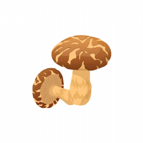 Champignons Shitaké