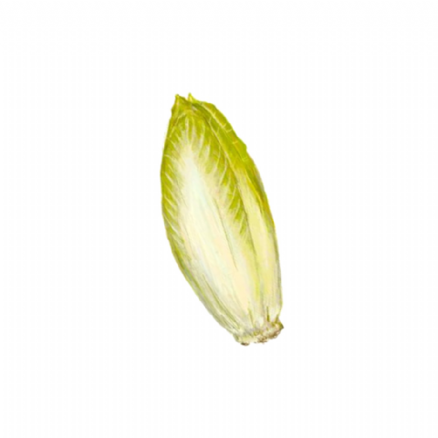 Endive