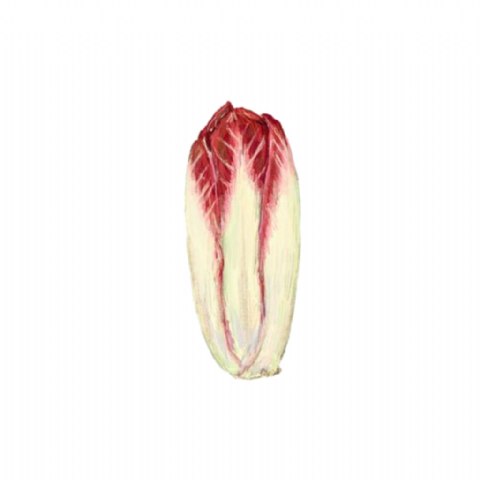 Endive rouge