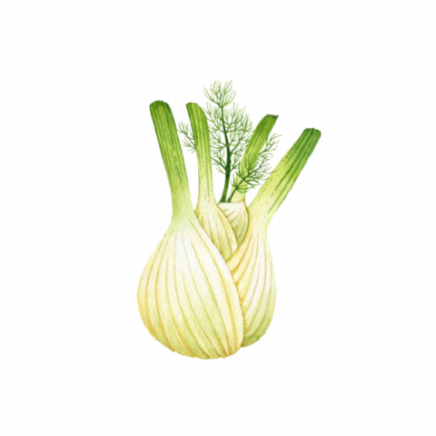 Fenouil