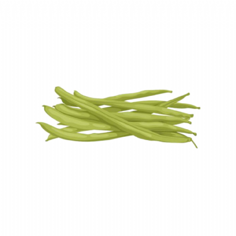 Haricot vert