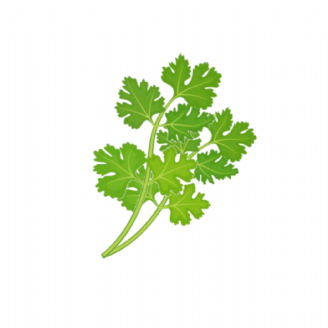 Coriandre