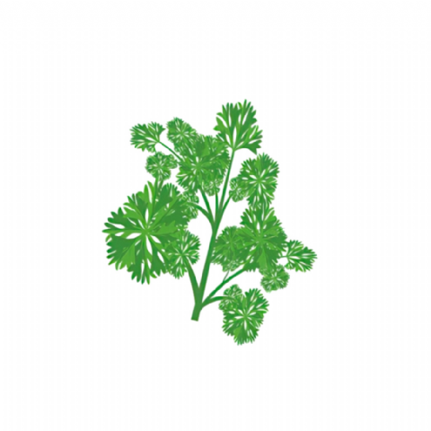 Persil frisée