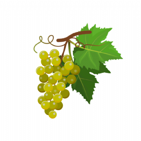 Raisin Chasselas
