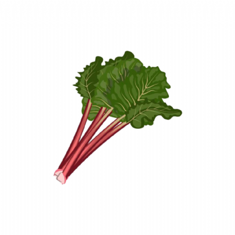 Rhubarbe